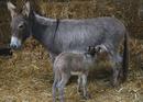 Mother and baby donkey