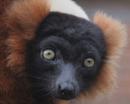 Lemur - close up