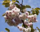 Blossom