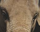 Elephant - up close