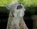 Howling leopard