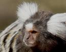 Marmoset - up close