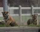 Tiger cubs