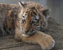 Tiger cub
