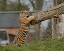 Tiger cub playing