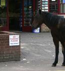 New Forest Pony
