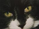 Close up of black and white cat