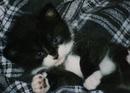 Black and white kitten