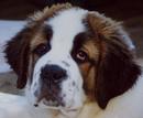 St. Bernard