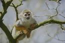 Squirrel Monkey