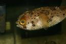 Porcupine Puffer Fish