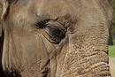 Elephants eye
