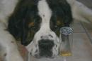 St. Bernard confused