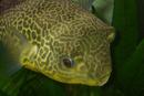 MBU Puffer