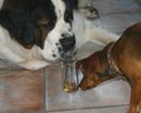 St. Bernard & Jack Russell