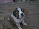 St, Bernard Puppy - muddy
