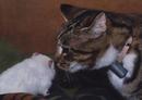 Cat and Mouse