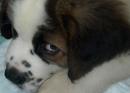 St. Bernard puppy
