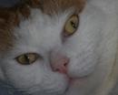 Ginger Tom