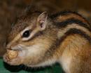 Chipmunk eating