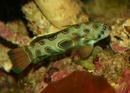 Mandarin Fish