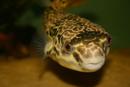 MBU Puffer