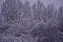 Snowy Trees