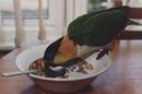 Caique Parrot