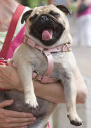 Pug