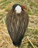 Sleeping Duck