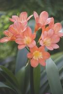 Blossom