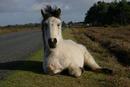 New Forest pony