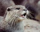 Otter