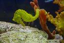 Seahorse on Sponge