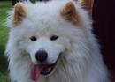 Samoyed