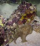 Porcupine Puffer, Angler Fish and Fuzzy Dwarf Lion Fish