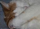 Sleeping cat