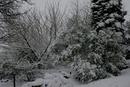 Snowy Trees