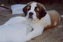 St Bernard with pillow in garden