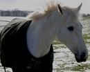 White Horse