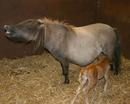Horse and Foal
