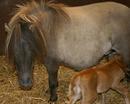 Horse and Foal