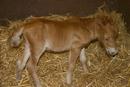 New born foal