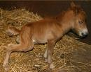 Newborn Foal