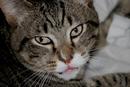 Tabby Cat