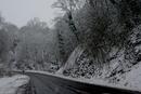 Snowy treelined road