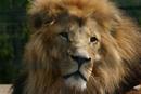 Lion - close-up