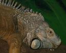 Lizard