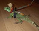 Green Water Dragon in costume