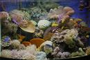Marine Coral Tank